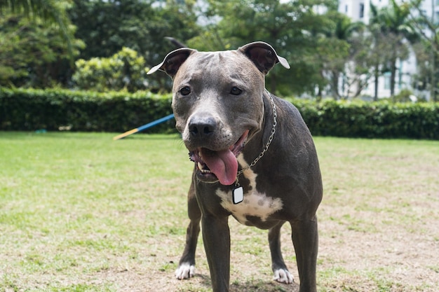 Pit bull dog jumping the obstacles while practicing agility and playing in the dog park