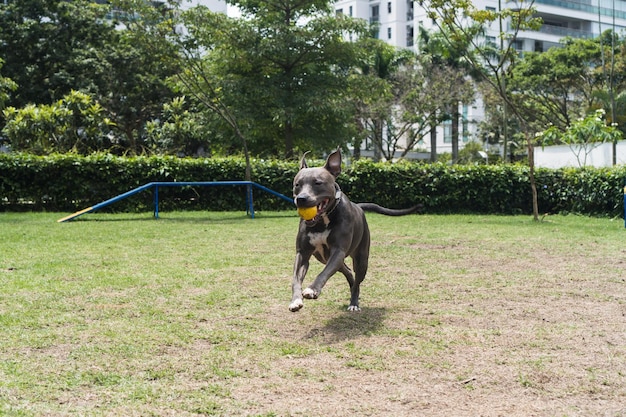 Pit bull dog jumping the obstacles while practicing agility and playing in the dog park