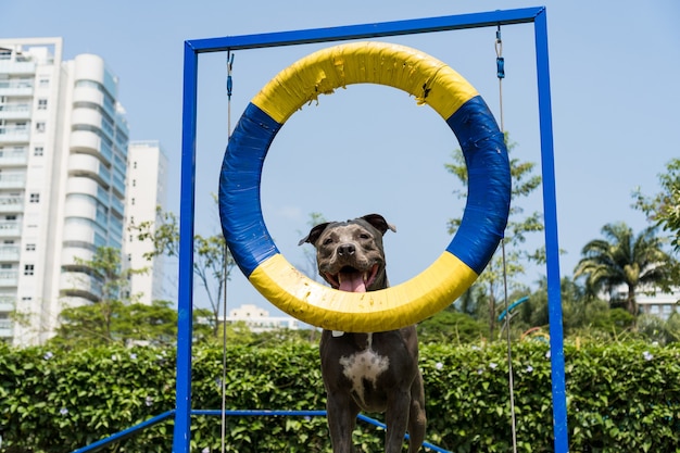 민첩성을 연습하고 개 공원에서 노는 동안 타이어를 점프하는 핏불 개. 경사로와 같은 장난감과 그가 운동할 수 있는 장애물이 있는 강아지 장소.