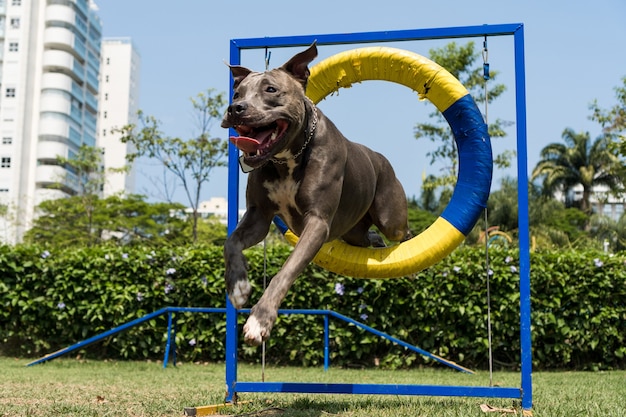 敏捷性を練習し、ドッグランで遊んでいる間、ピットブル犬がタイヤをジャンプします。彼が運動するためのスロープや障害物のようなおもちゃのある犬の場所。