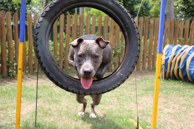 민첩성을 연습하고 개 공원에서 노는 동안 타이어를 점프하는 핏불 개. 경사로와 타이어와 같은 장난감이 있는 강아지 놀이터.