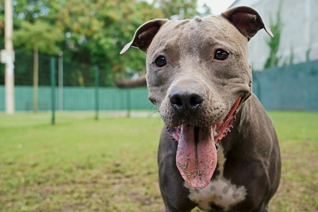 Pit bull dog in the park with green grass. Pit bull playing in the dog place. Selective focus.