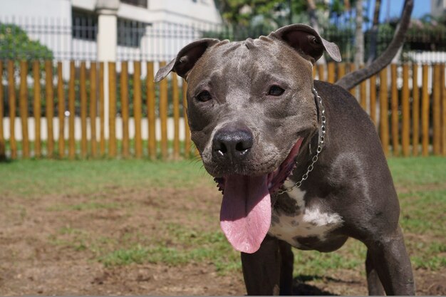 Pit bull dog in the park with green grass and wooden fence. Pit bull playing in the pet place.