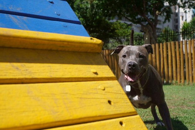 Pit bull dog in the park with green grass and wooden fence. Pit bull playing in the pet place.