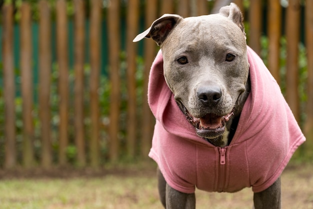 Pit bull dog in a pink sweatshirt playing in the park on a cold day. 