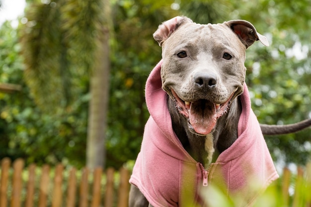 Pit bull dog in a pink sweatshirt playing in the park on a cold day. 