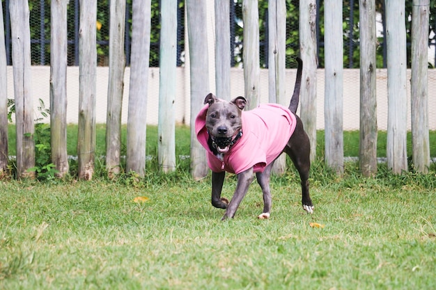 公園で遊んでいるピンクのスウェットシャツのピットブル犬。運動玩具を持った犬のための芝生のエリア。