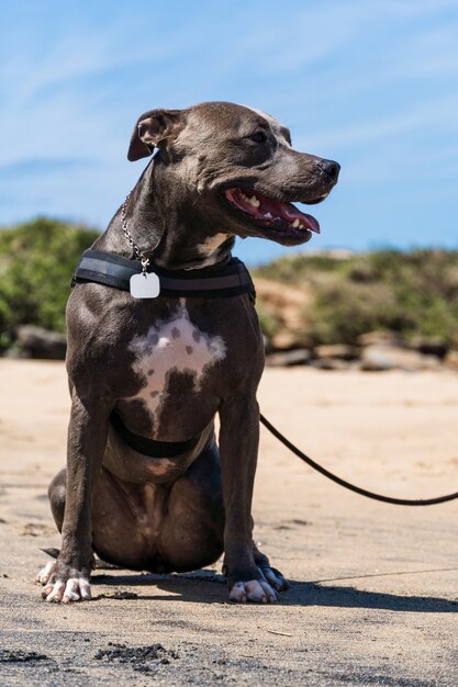 Foto cane pit bull che gioca sulla spiaggia, godendosi il mare e la sabbia. giorno soleggiato. messa a fuoco selettiva.