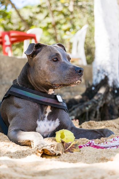 海と砂を楽しみながら、ビーチで遊ぶピットブル犬。晴れた日。セレクティブフォーカス。