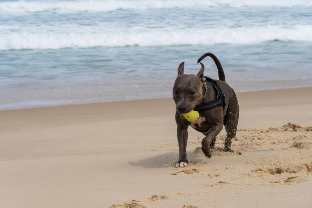 Foto cane pit bull che gioca sulla spiaggia divertirsi con la palla e scavare una buca nella sabbia giornata parzialmente nuvolosa messa a fuoco selettiva