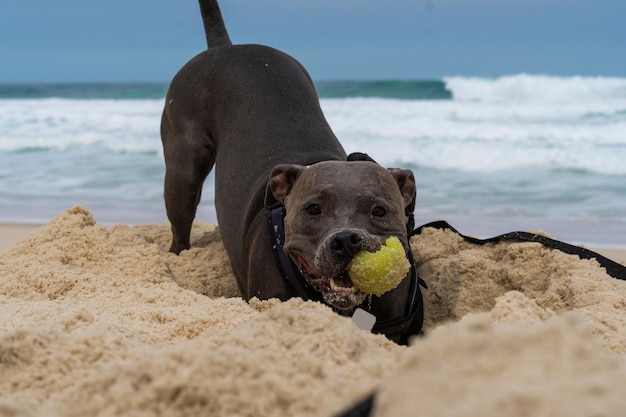 Pit bull dog playing on the beach having fun with the ball and\
digging a hole in the sand partly cloudy day selective focus