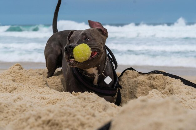 Pit bull dog playing on the beach having fun with the ball and\
digging a hole in the sand partly cloudy day selective focus