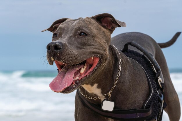 Pit Bull dog playing on the beach Having fun with the ball and digging a hole in the sand Partly cloudy day Selective focus