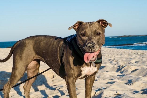 Pit bull dog playing on the beach at sunset. Enjoying the sand and the sea on a sunny day.