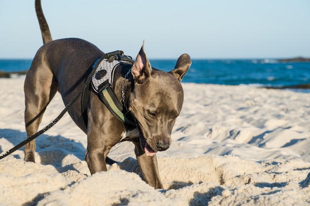 Pit bull dog playing on the beach at sunset. Enjoying the sand and the sea on a sunny day.