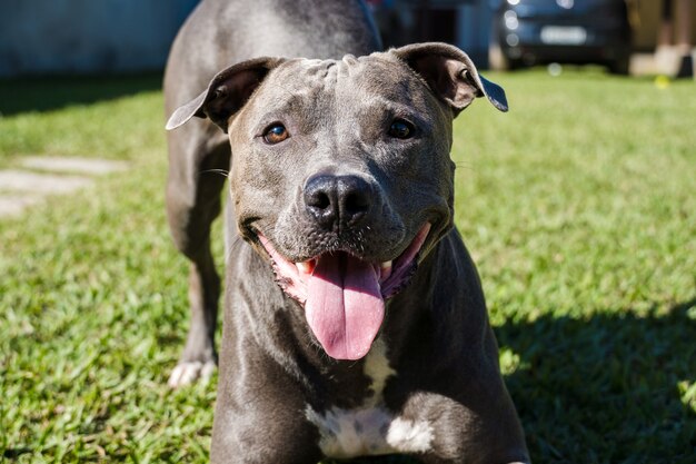 Pit bull dog playing in the garden of the house. Running and catching the ball. Sunny day.