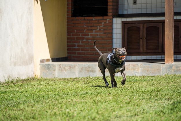Питбуль собака играет в саду дома. Бег и ловля мяча. Солнечный день.