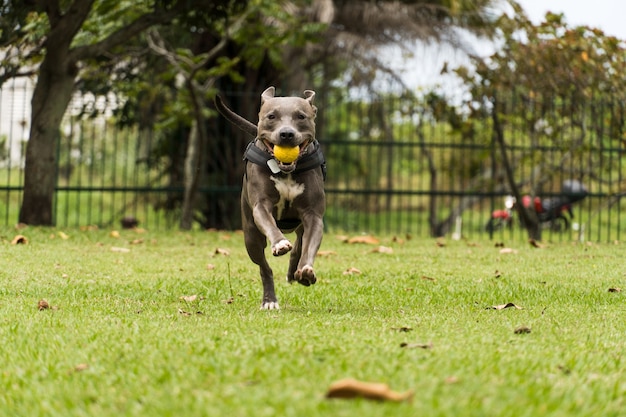 Pit bull dog playing and having fun in the park. Cloudy day. Selective focus.