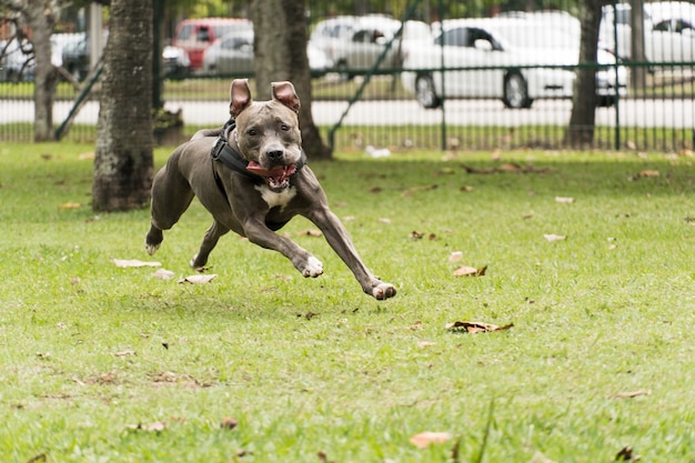 핏불 개가 공원에서 놀고 즐거운 시간을 보내고 있습니다. 흐린 날. 선택적 초점입니다.