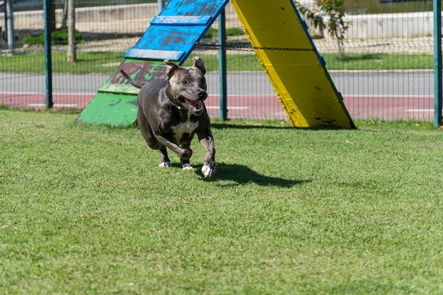 Pit bull dog playing and having fun in the park Grassy floor agility ramp ball Selective focus Dog park Sunny day