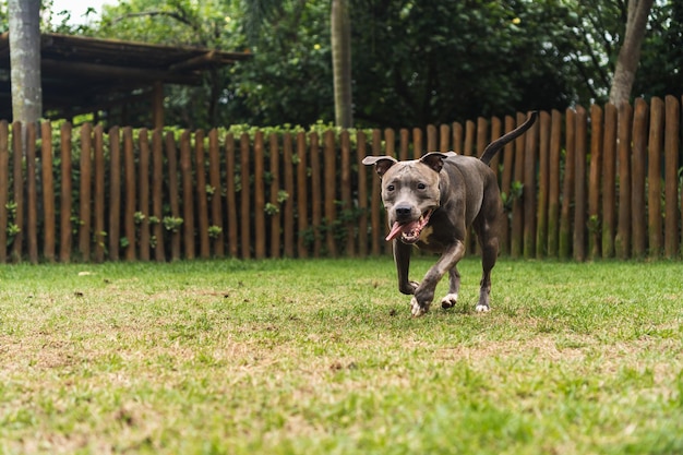 Pit bull dog playing and having fun in the park Green grass wooden stakes around Selective focus