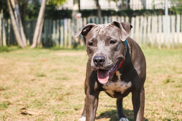 公園で遊んで楽しんでいるピットブル犬。セレクティブフォーカス。