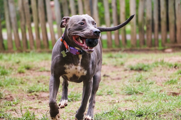 Pit bull dog playing and having fun in the park. selective focus
