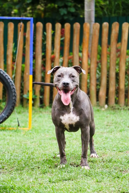 公園で遊んで楽しんでいるピットブル犬。セレクティブフォーカス。