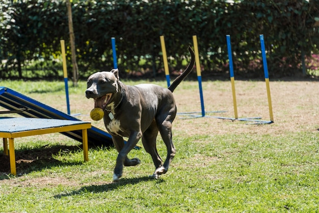 Pit bull dog playing and having fun in the park. Selective focus.