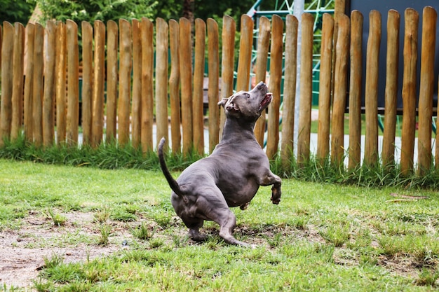 Pit bull dog playing and having fun in the park. Selective focus.