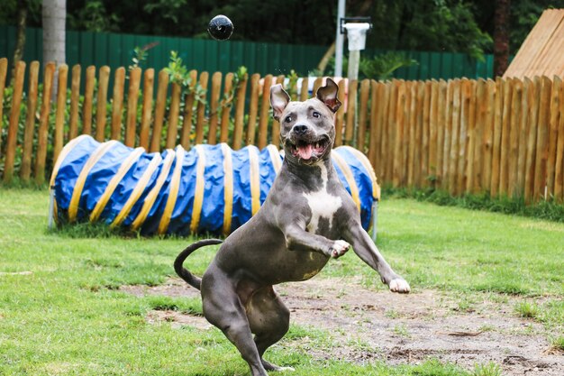 Pit bull dog playing and having fun in the park. Selective focus.