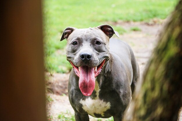 公園で遊んで楽しんでいるピットブル犬。セレクティブフォーカス。