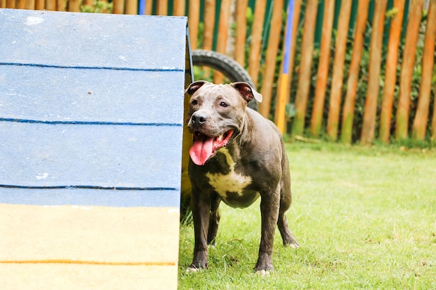 Pit bull dog playing and having fun in the park. Selective focus.