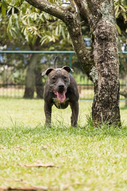 公園で遊んで楽しんでいるピットブル犬。セレクティブフォーカス。