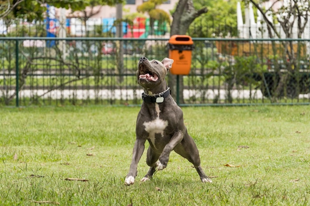 公園で遊んで楽しんでいるピットブル犬。セレクティブフォーカス。