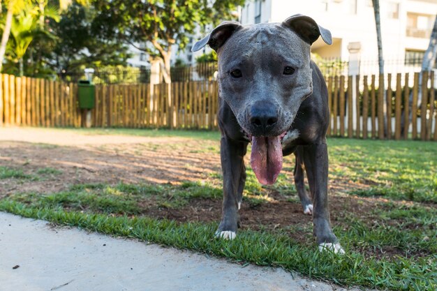 Pit bull dog playing and having fun in the park at sunset. Selective focus.