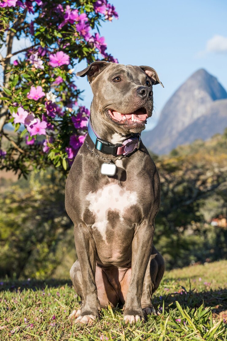 Фотография питбуль собака играет в открытом поле на закате. голубой нос pitbull в солнечный день с зеленой травой и прекрасным видом на заднем плане. выборочный фокус.