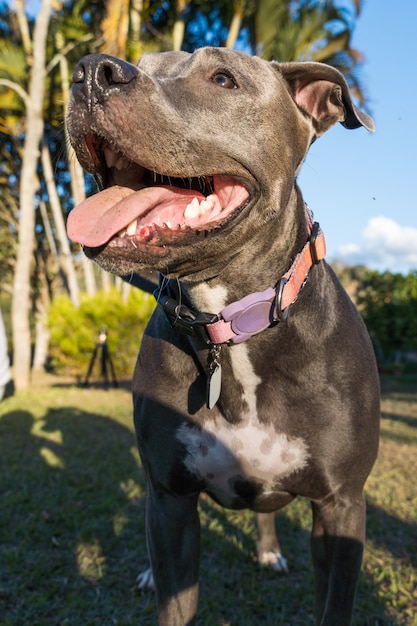 Pit bull dog playing in an open field at sunset. Pitbull blue nose in sunny day with green grass and beautiful view in the background. Selective focus.