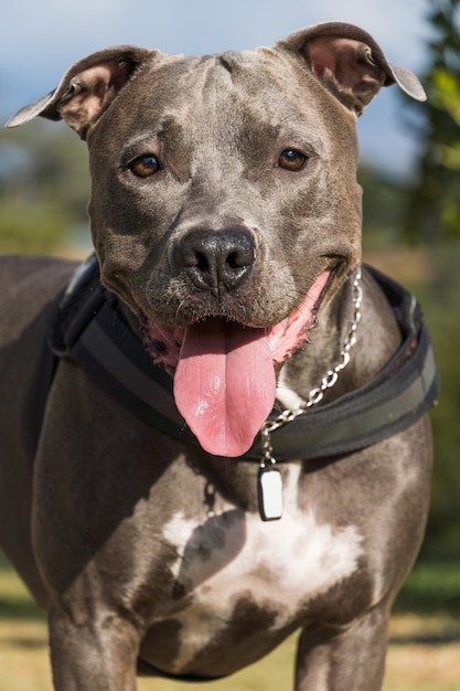 Pit bull dog playing in an open field at sunset. Pitbull blue nose in sunny day with green grass and beautiful view in the background. Selective focus.