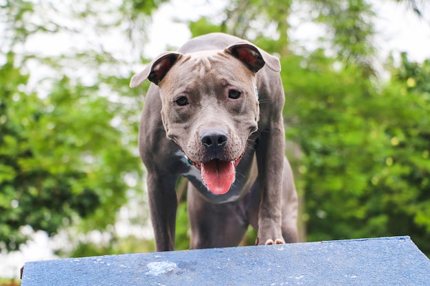 Pit Bull dog playing in the park and climbing on the ramp. Selective focus.