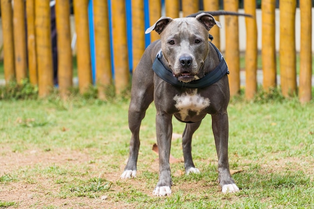 Pit bull dog playing in the park. Dog place with green grass, and fence with wooden stakes. 