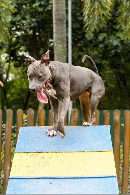 公園で遊んでいるピットブル犬。緑の草のある犬の場所。彼が運動するためのスロープのようなおもちゃ。