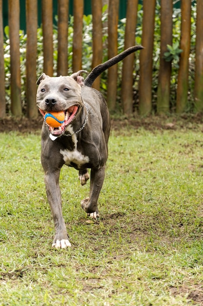 Foto cane del pitbull che gioca nel parco posto per cani con erba verde. giocattoli come una rampa per esercitarsi.