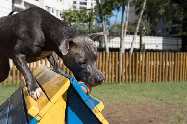 公園で遊んでいるピットブル犬。緑の草のある犬の場所。彼が運動するためのスロープのようなおもちゃ。