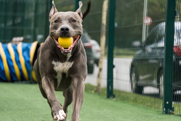 公園で遊んでいるピットブル犬。彼が運動するためのスロープやタイヤのようなおもちゃのある犬の場所。