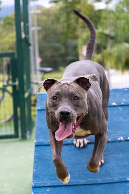 Pit bull dog playing in the park. Going up the ramp to exercise.