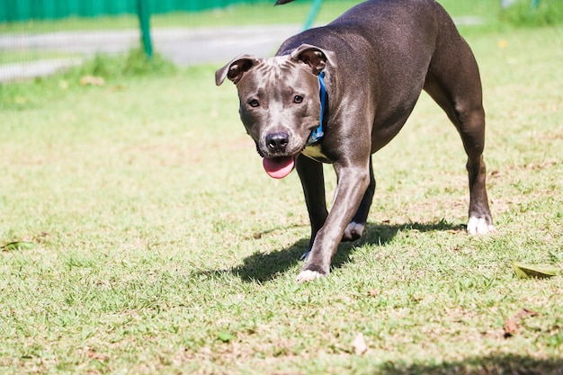 Pit bull dog playing in the park. Grassy area for dogs with exercise toys.