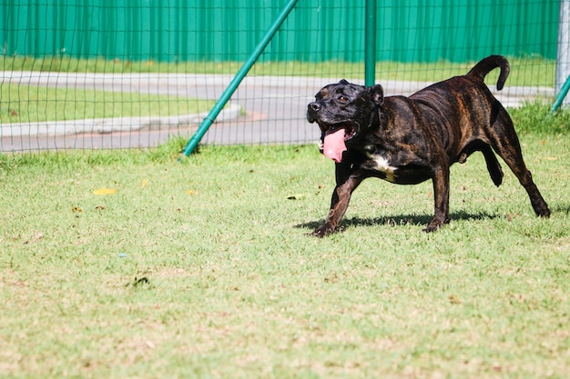 Cane del pitbull che gioca nel parco area erbosa per cani con giochi ginnici.