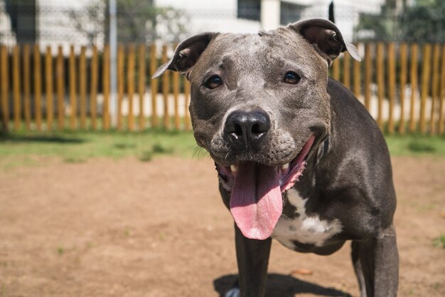 Pit bull dog playing in the park. Green grass, dirt floor and wooden stakes all around. Selective focus.