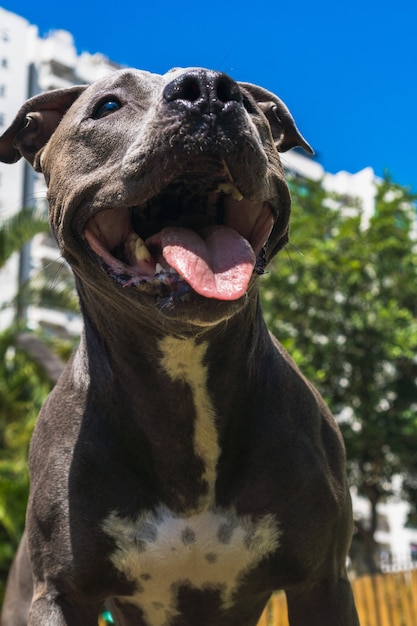 Pit bull dog playing in the park. Green grass, dirt floor and wooden stakes all around. Selective focus.